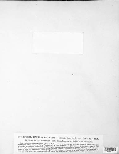 Anthostomella tumulosa image